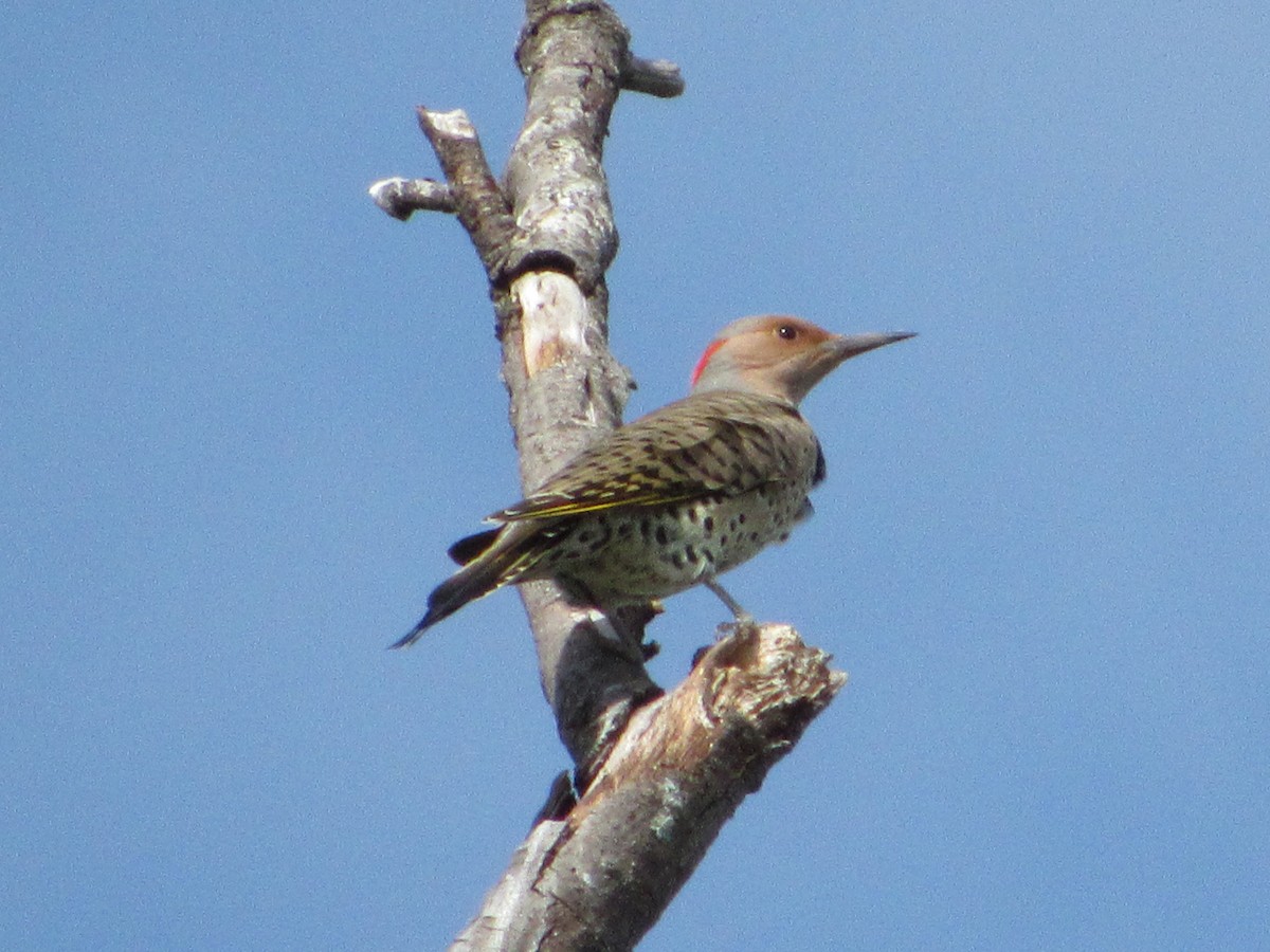 Northern Flicker (Yellow-shafted) - ML181451971