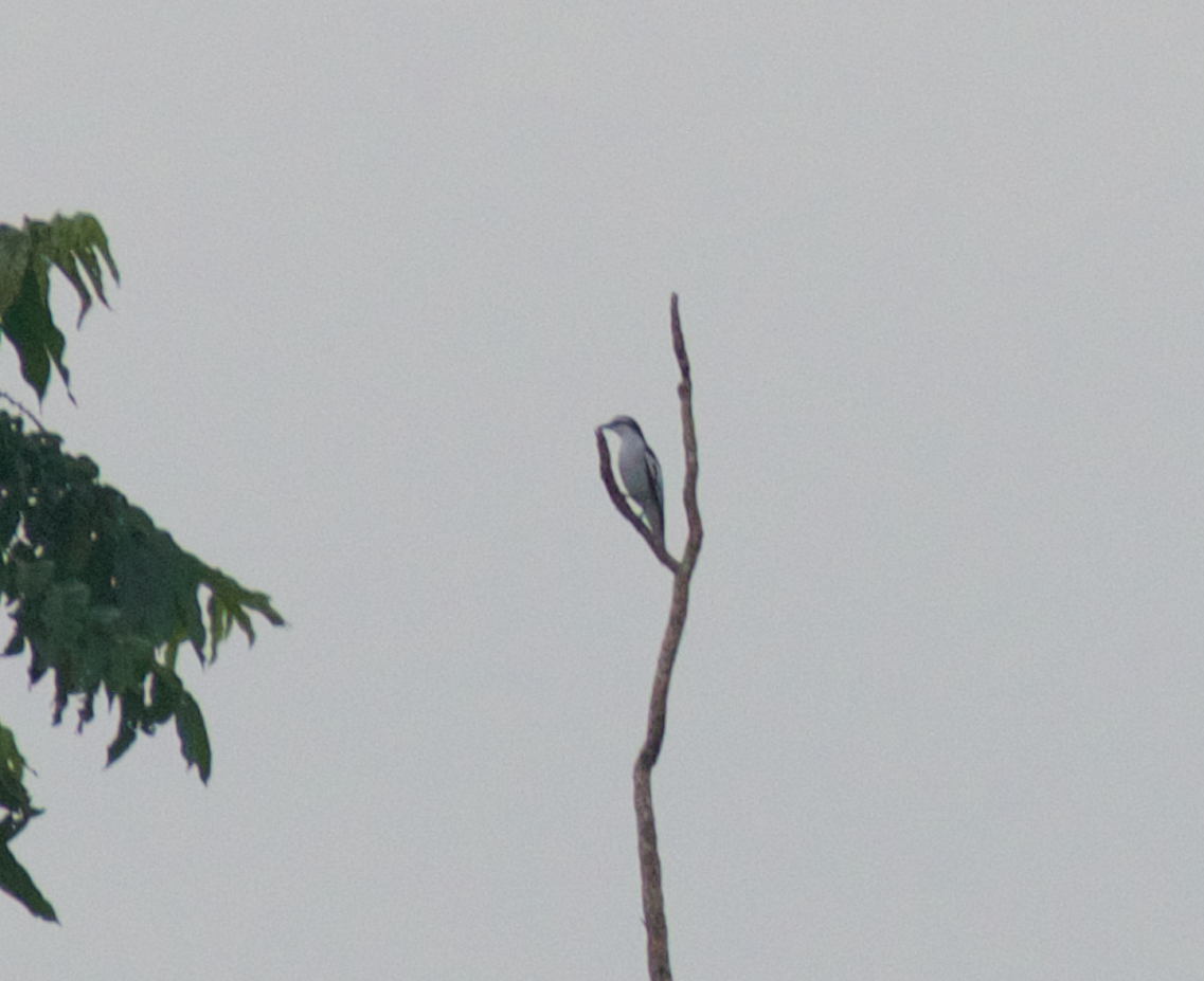 Pied Triller - Sayam U. Chowdhury