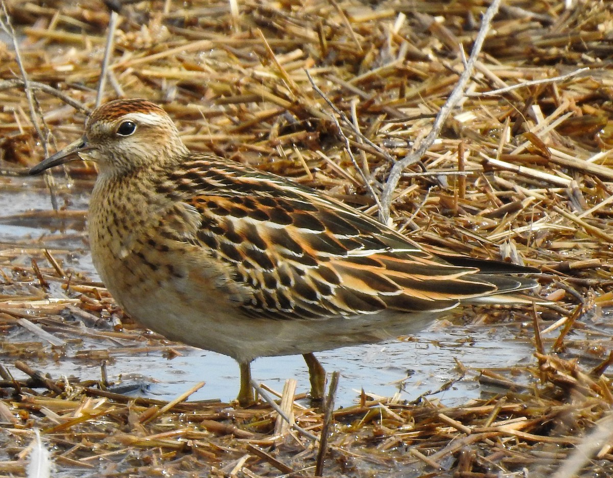Sharp-tailed Sandpiper - Pam Rasmussen