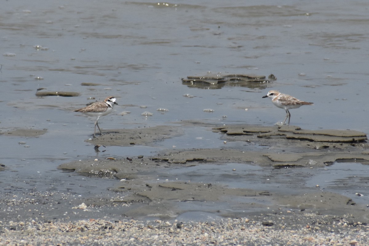 Malaysian Plover - ML181454291