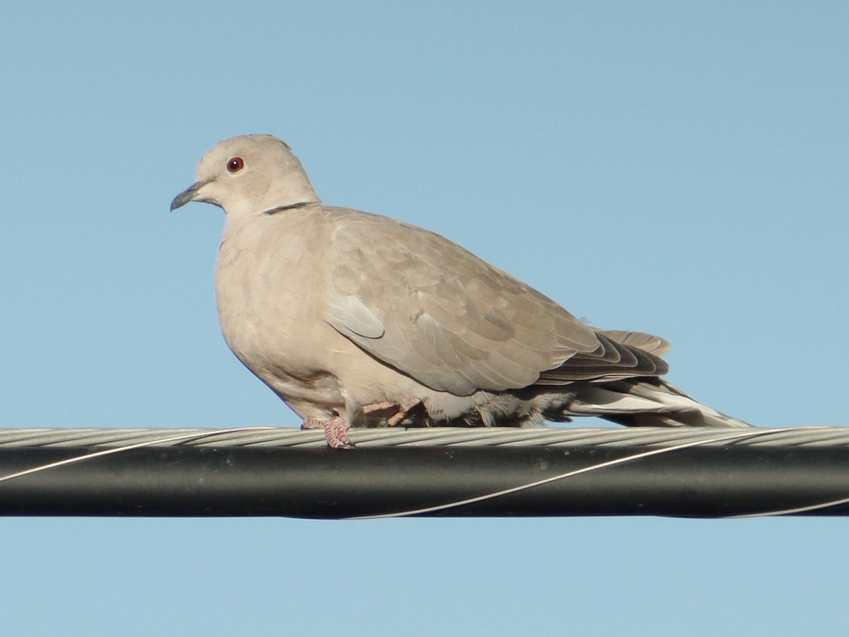 Eurasian Collared-Dove - ML181455361