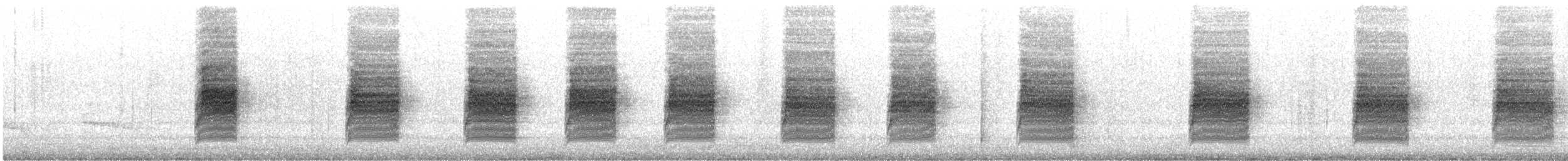 シロハラミソサザイ（spilurus グループ） - ML181459151