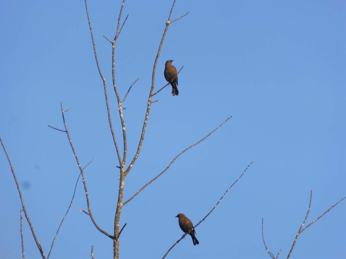 Rusty Blackbird - ML181461231