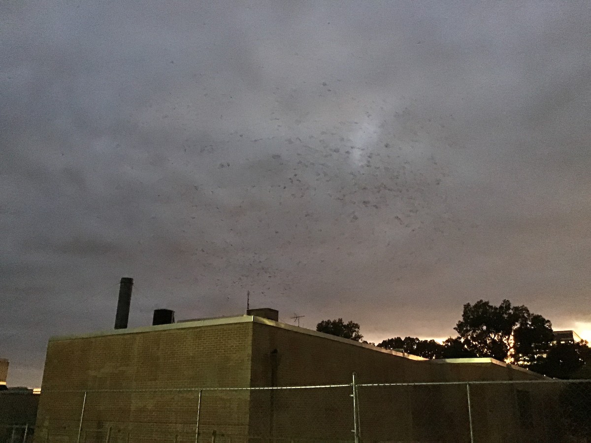 Chimney Swift - Claudia Graham