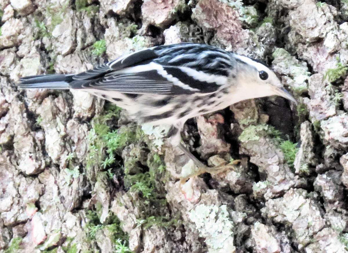 Black-and-white Warbler - ML181461721