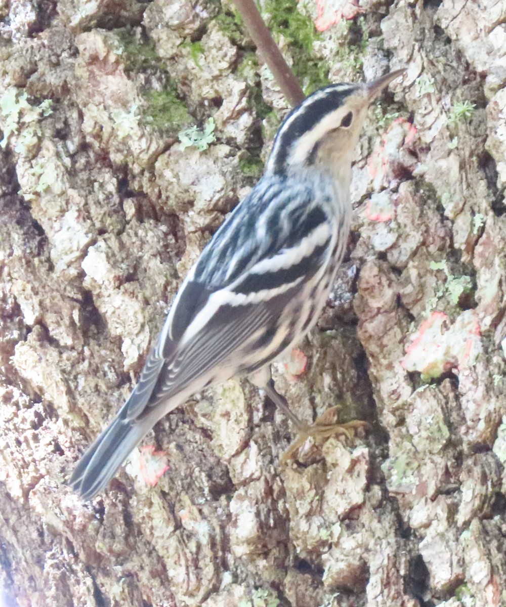 Black-and-white Warbler - ML181462041