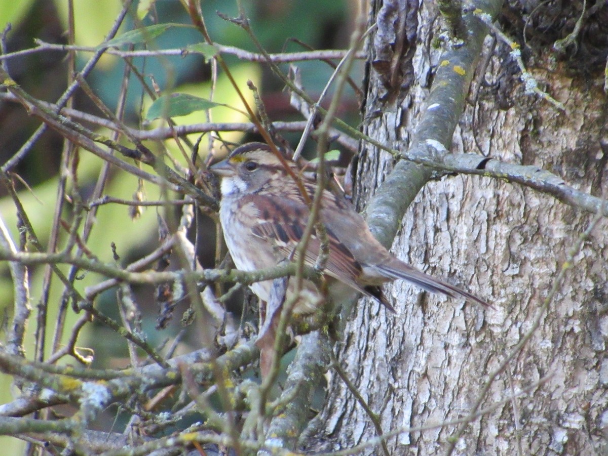 White-throated Sparrow - ML181467261