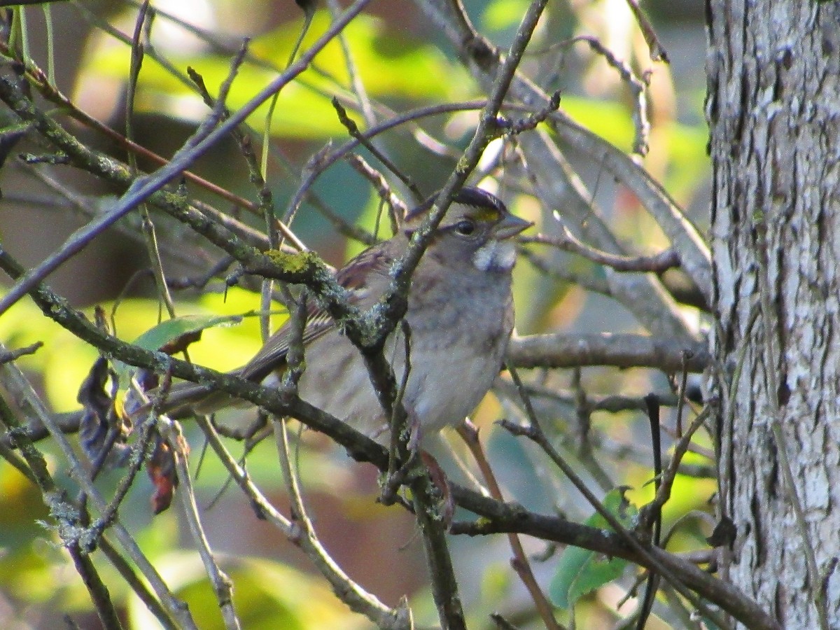 White-throated Sparrow - ML181467501