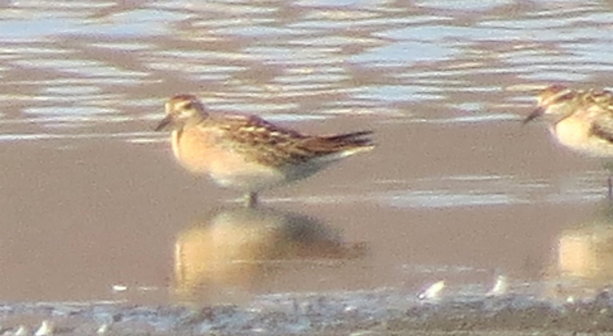 Sharp-tailed Sandpiper - ML181468451