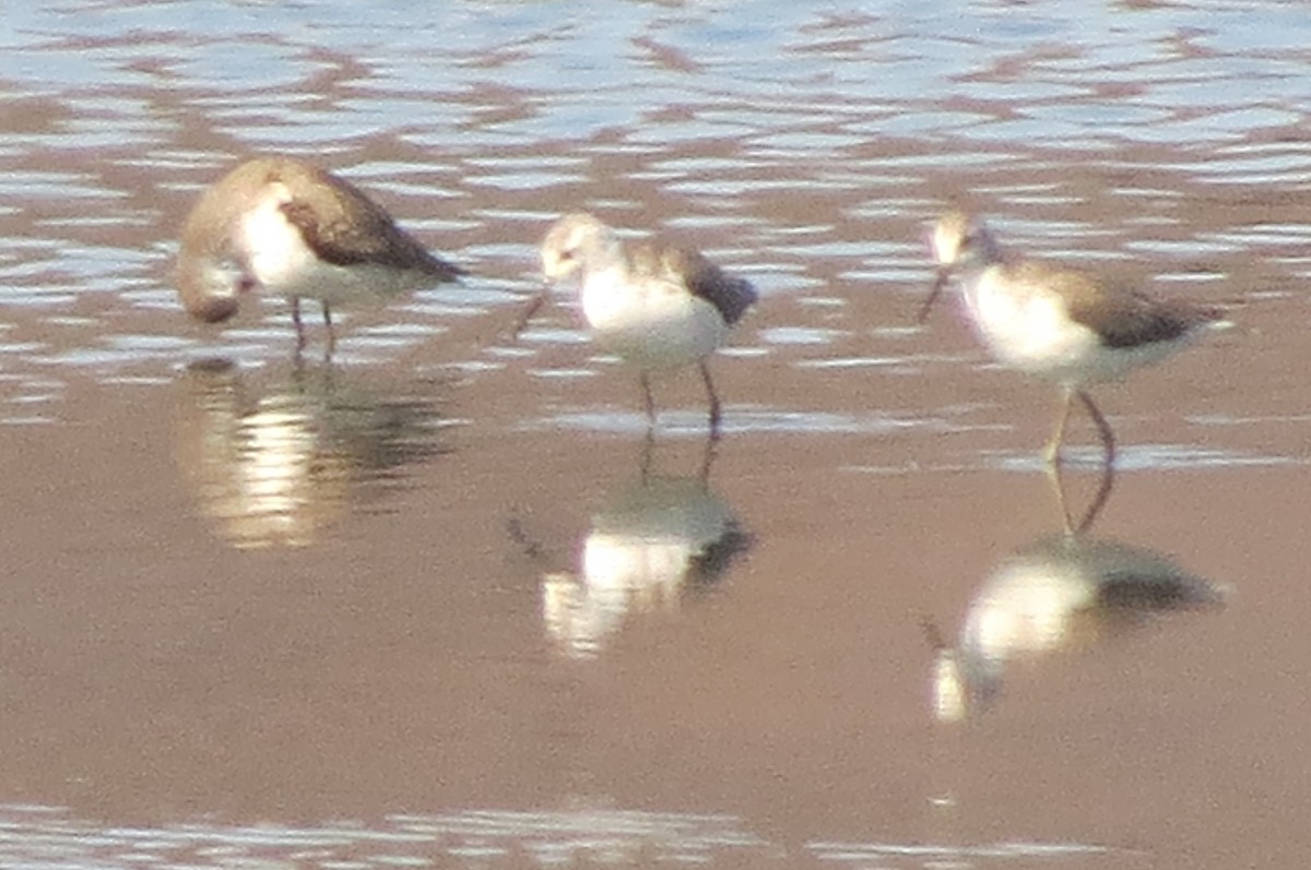 Marsh Sandpiper - ML181468601