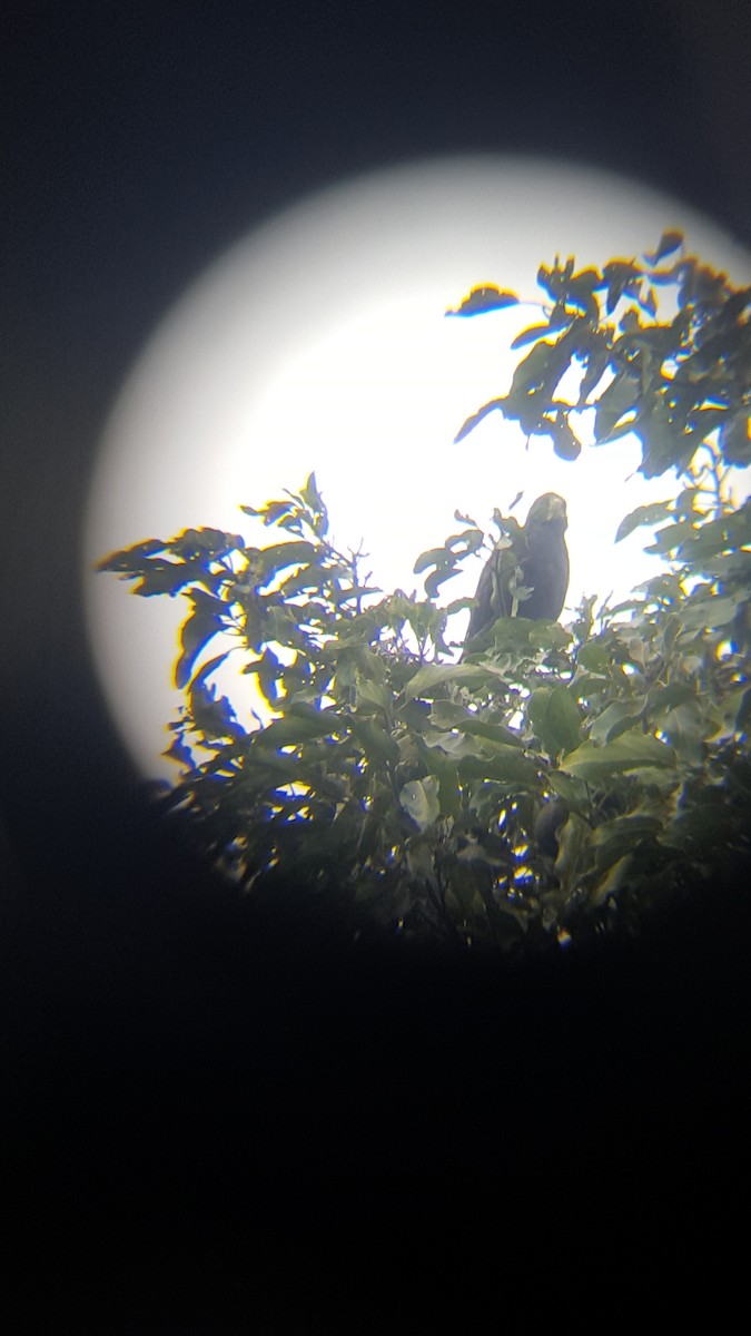 Short-tailed Hawk - Miguel Angel Och Hernández