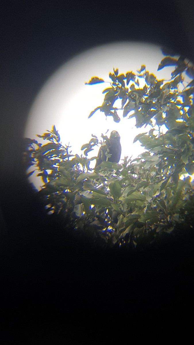 Short-tailed Hawk - Miguel Angel Och Hernández