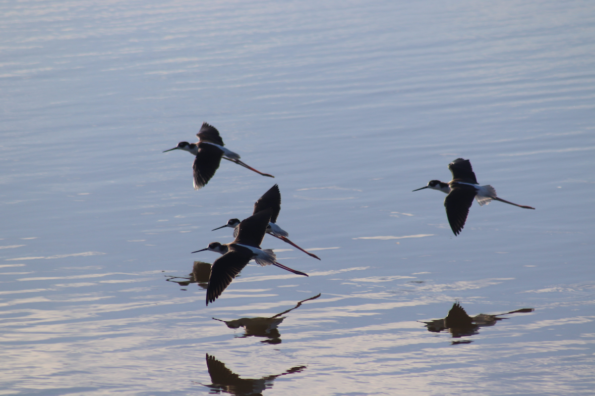 Black-necked Stilt - Kyle Huntley