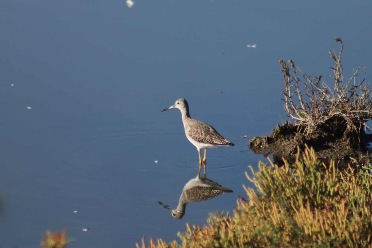 Greater Yellowlegs - Kyle Huntley