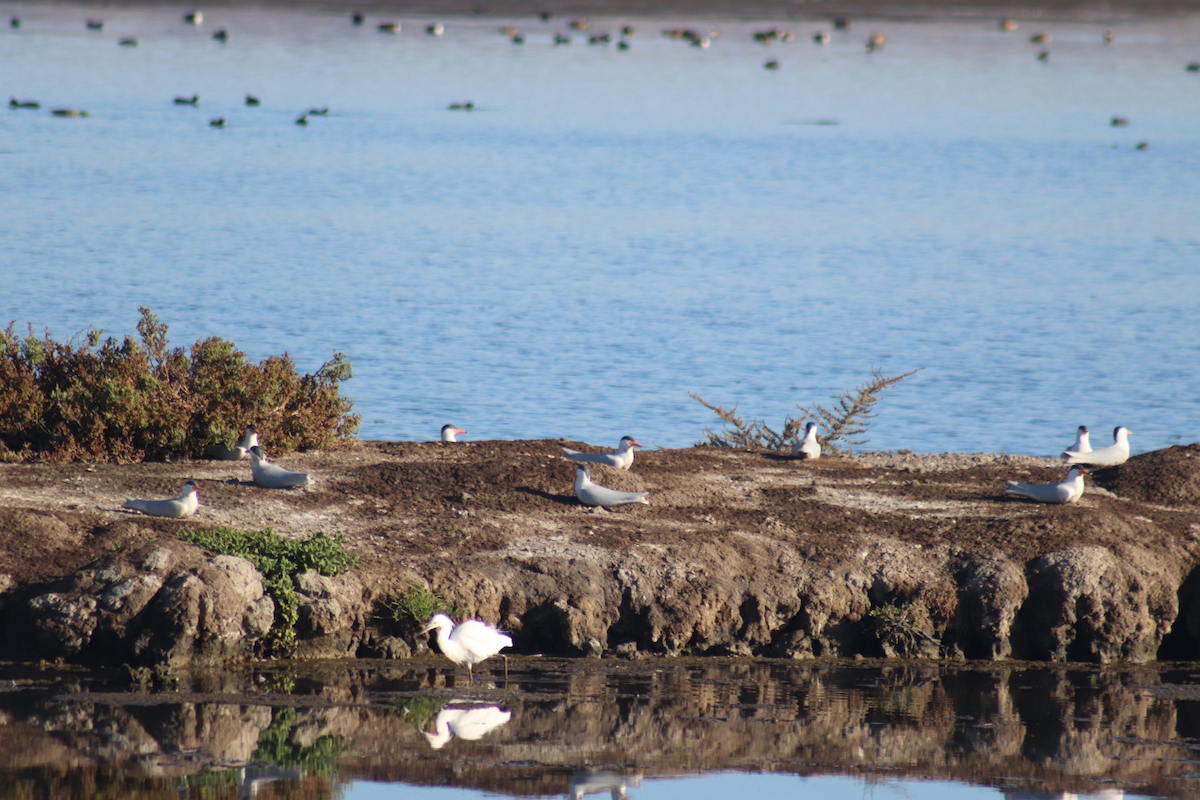 Forster's Tern - Kyle Huntley