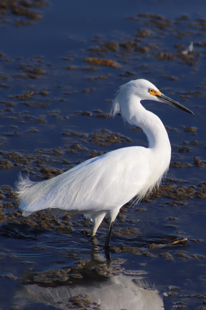 Snowy Egret - Kyle Huntley