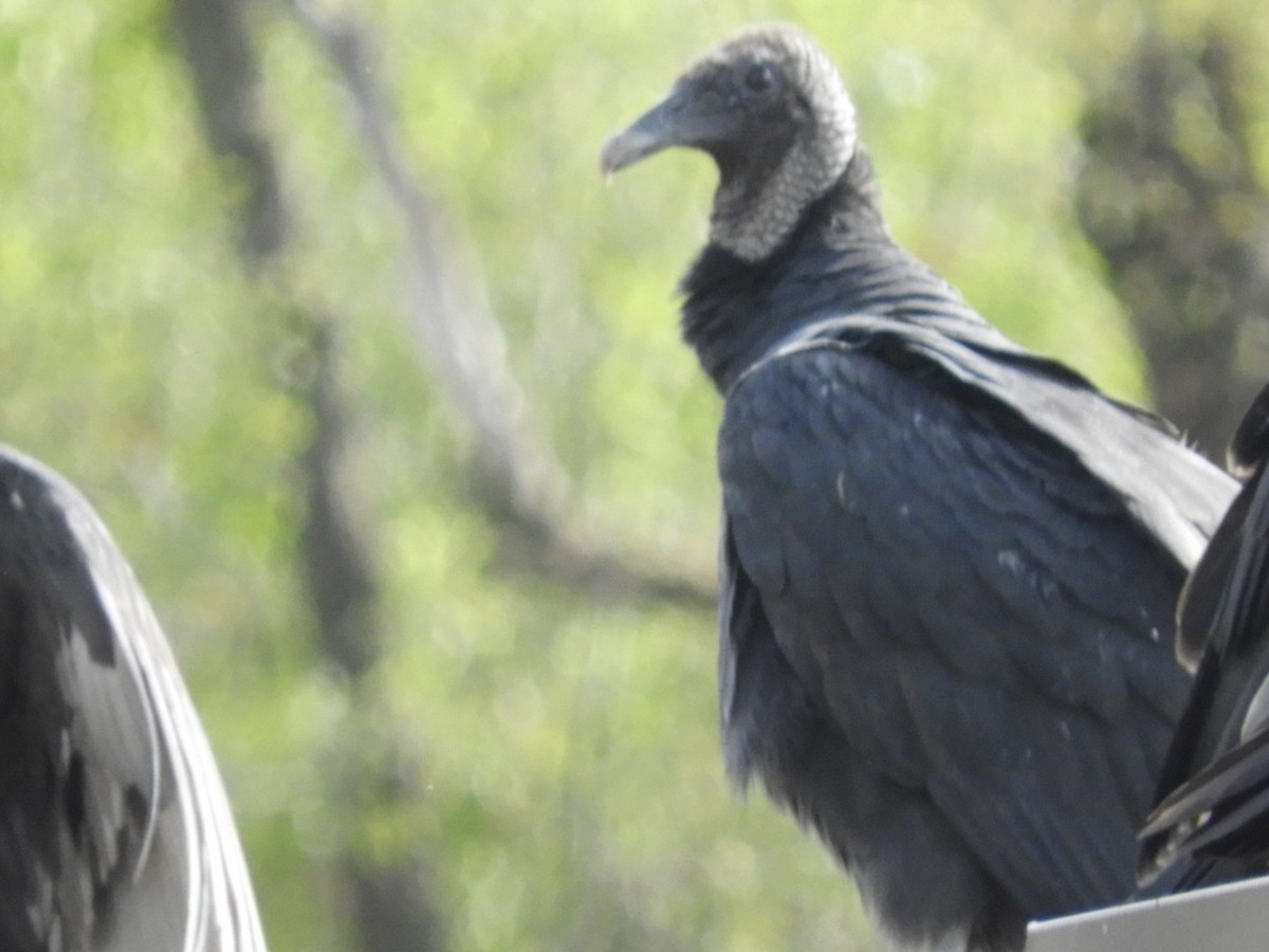 Black Vulture - ML181470021