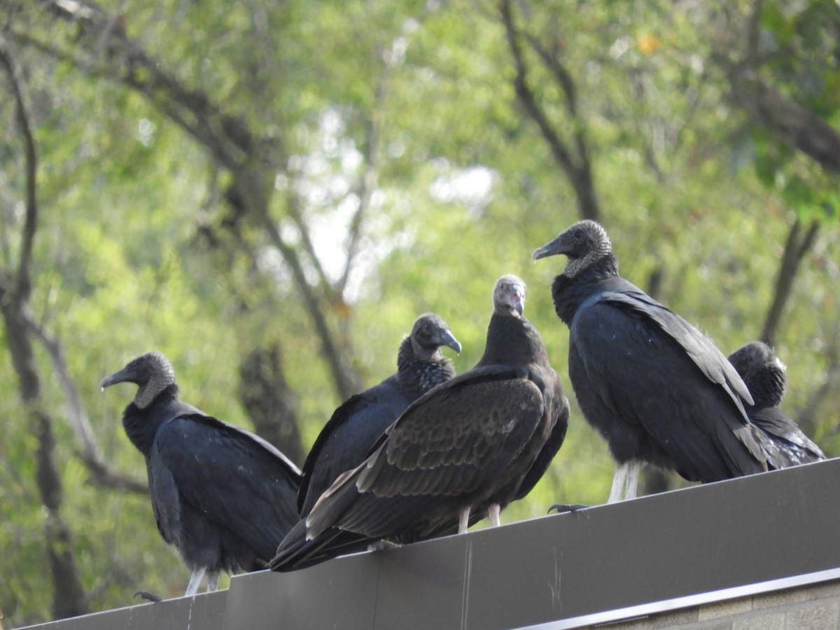 Black Vulture - Lois Rockhill