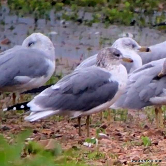 California Gull - Brad Jacobs