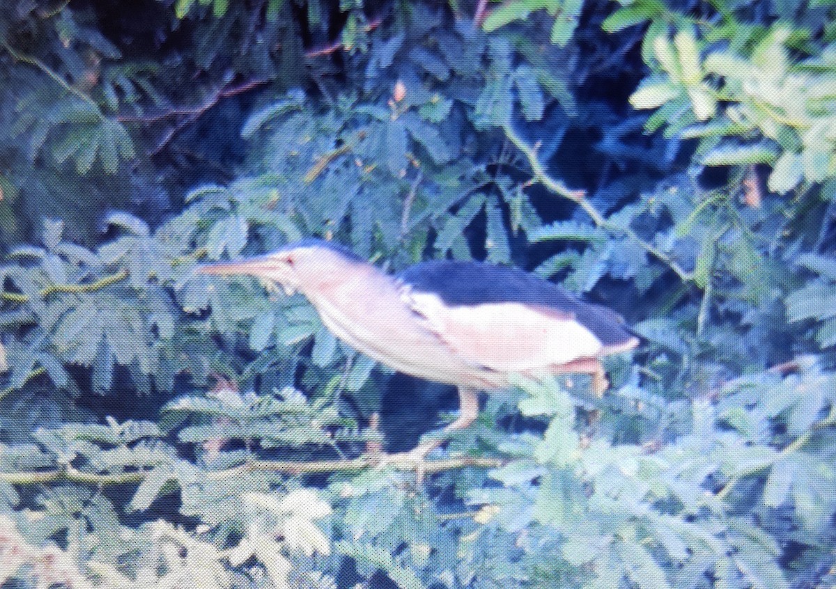 Little Bittern - ML181471621