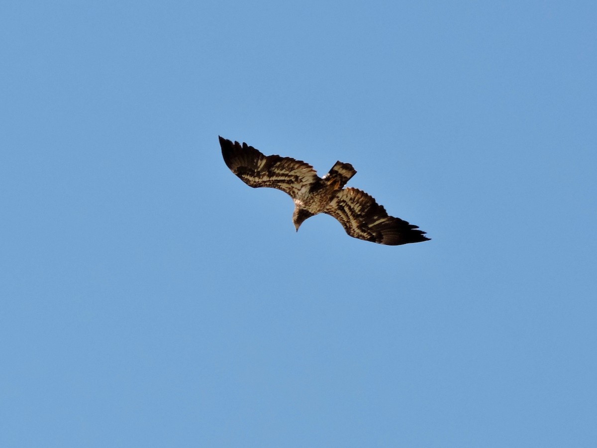 Bald Eagle - Forrest English