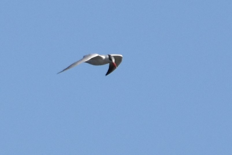 Caspian Tern - ML181474051