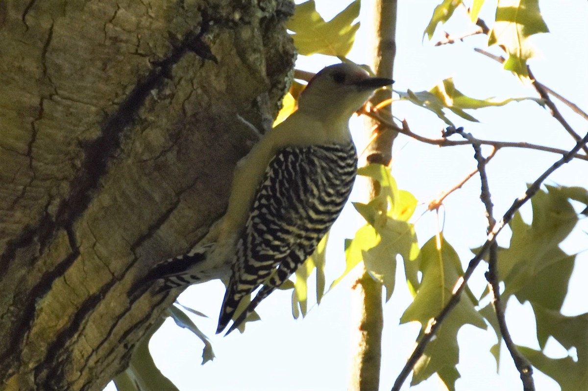 Red-bellied Woodpecker - ML181474061