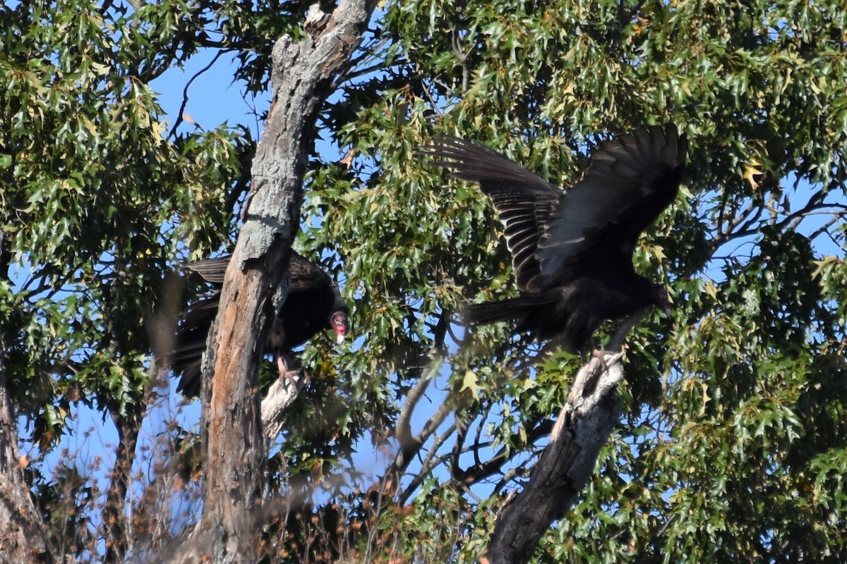 Turkey Vulture - ML181474081