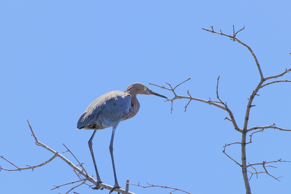 Reddish Egret - ML181474771