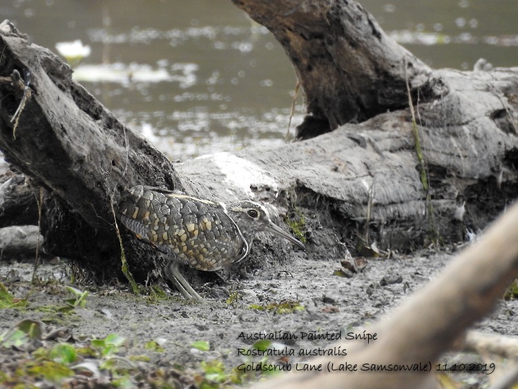 Australian Painted-Snipe - Marie Tarrant