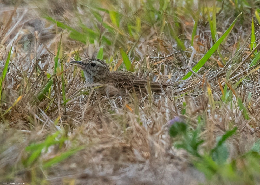 Australian Pipit - ML181479241