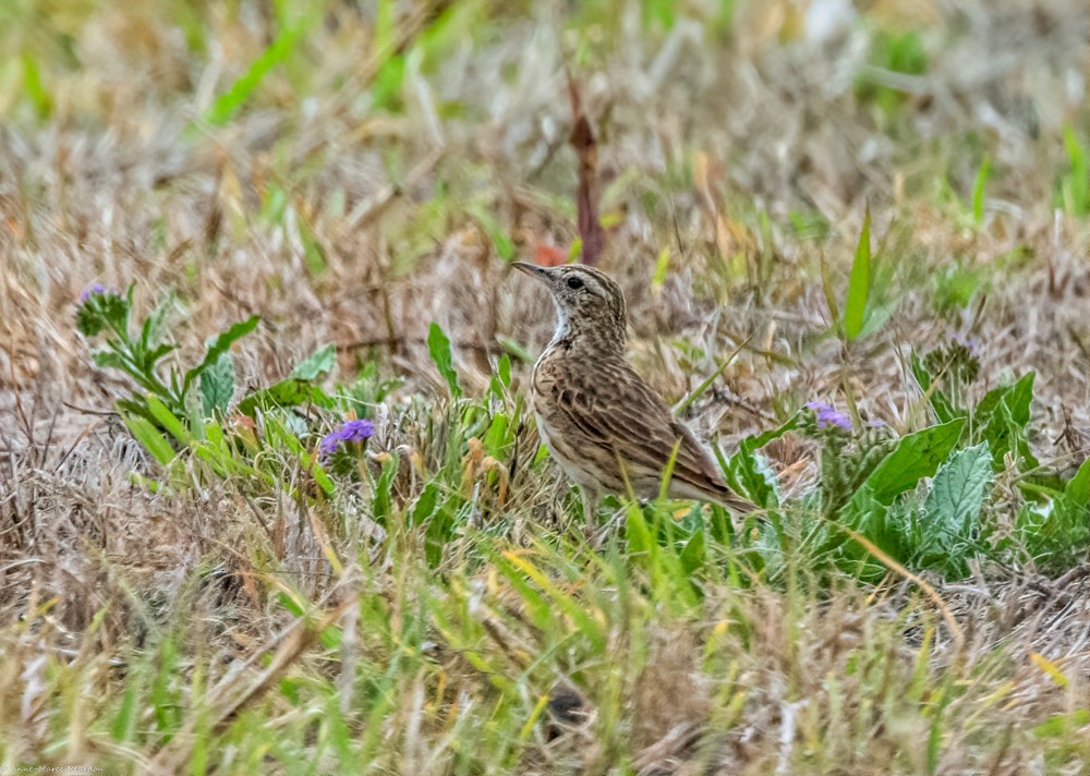 Australian Pipit - ML181479251