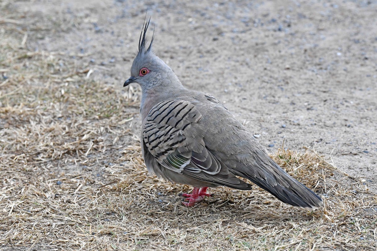 Crested Pigeon - Michael Hatton