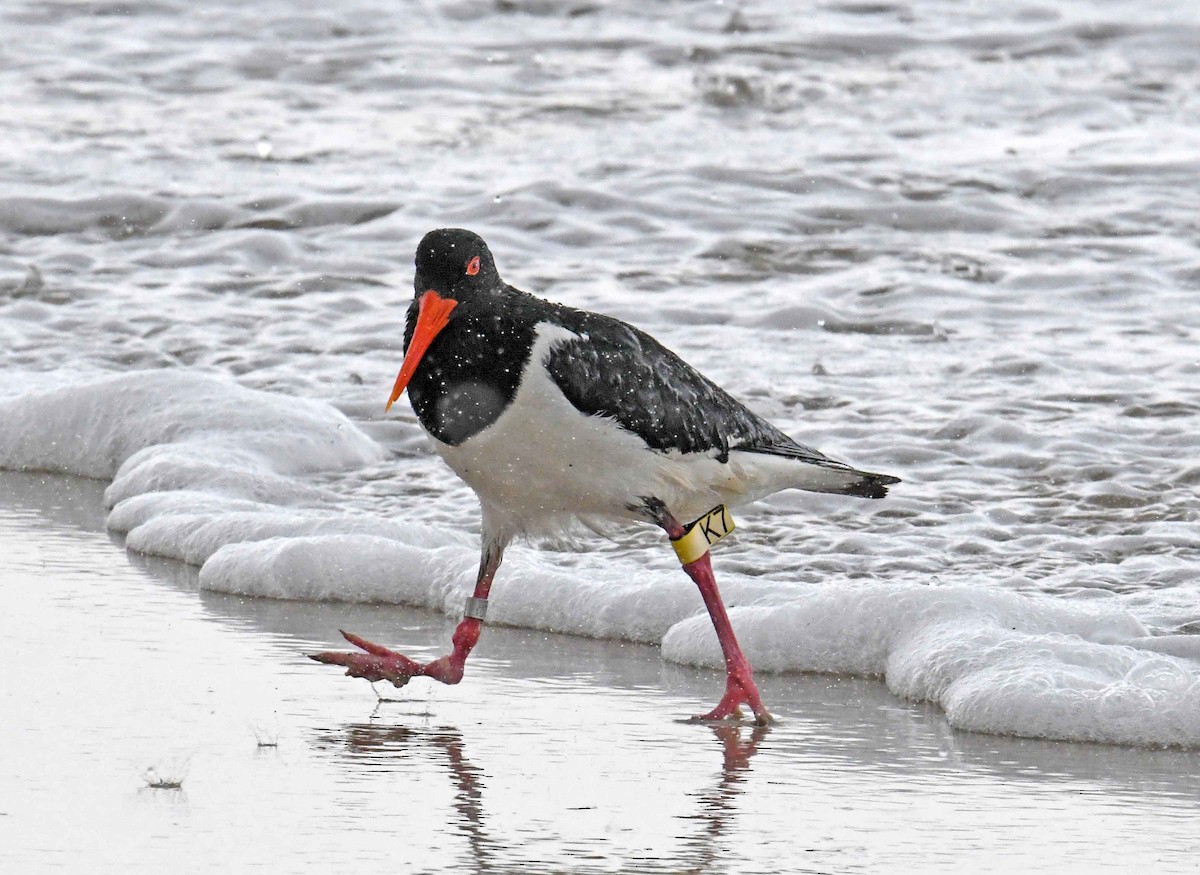 Pied Oystercatcher - ML181479421