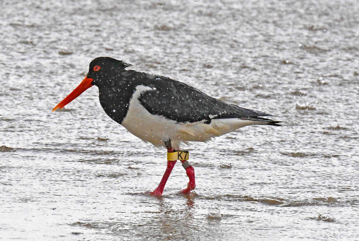 Pied Oystercatcher - Michael Hatton