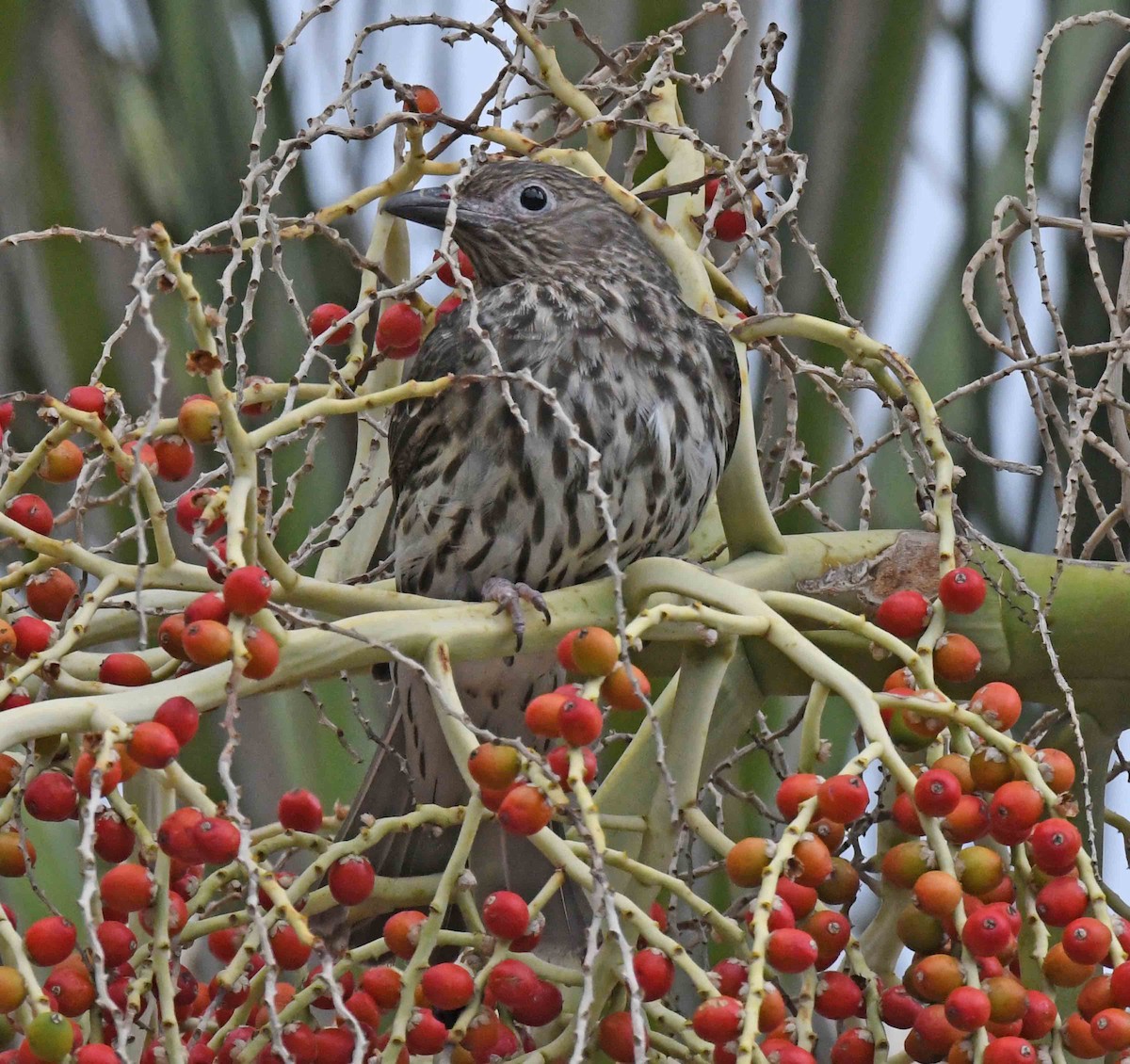 Australasian Figbird - ML181479501