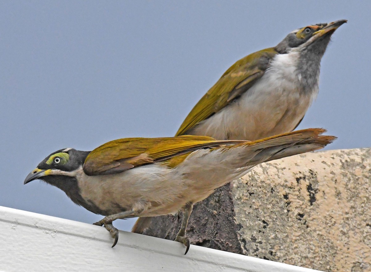 Blue-faced Honeyeater - Michael Hatton