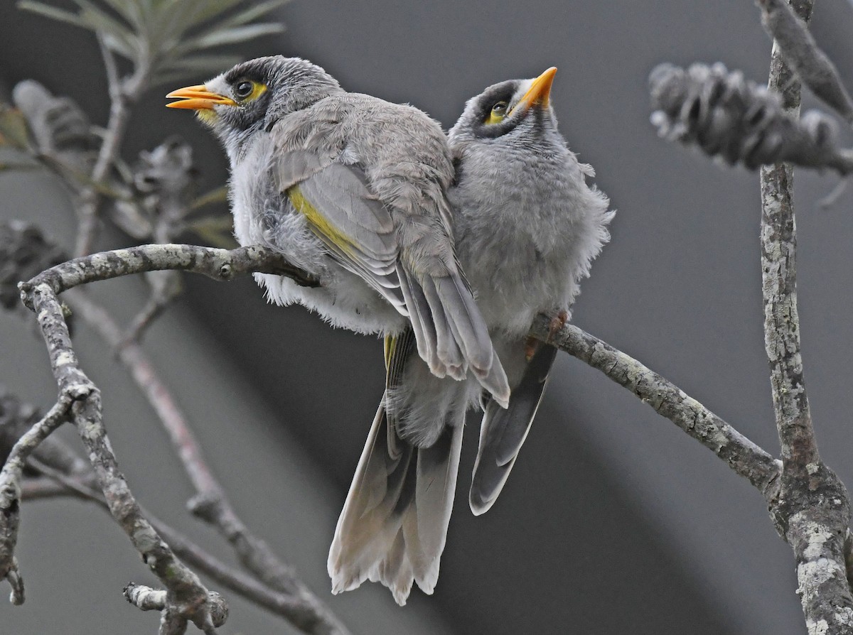 Weißstirn-Schwatzvogel - ML181479891