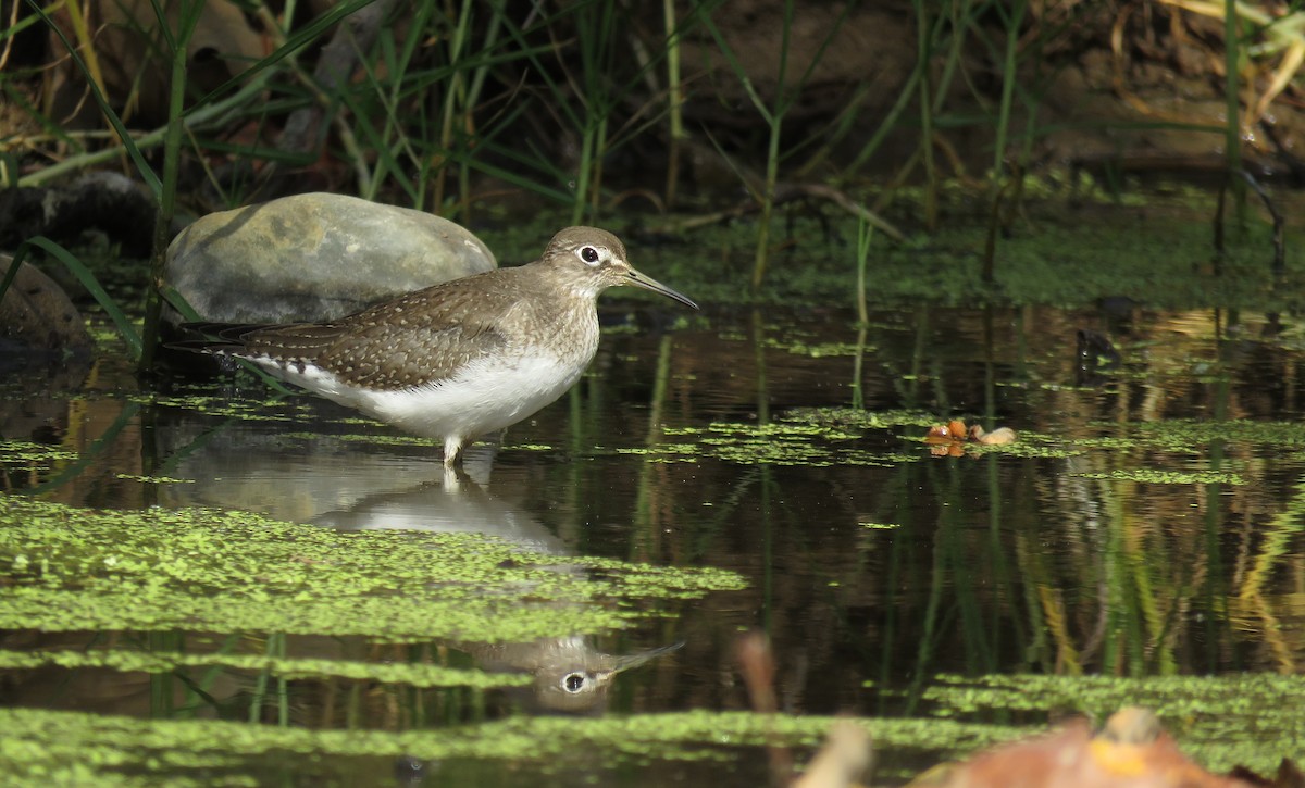 Solitary Sandpiper - ML181482931