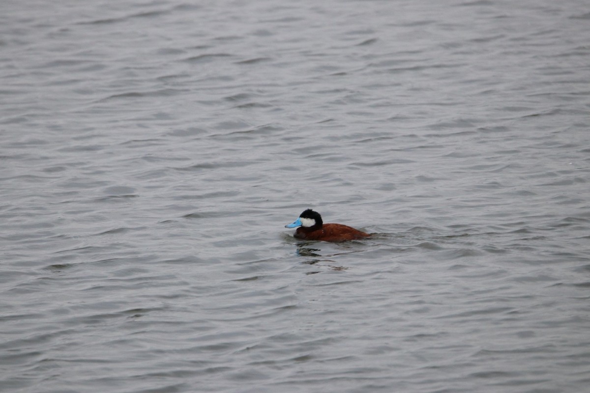 Ruddy Duck - ML181485191