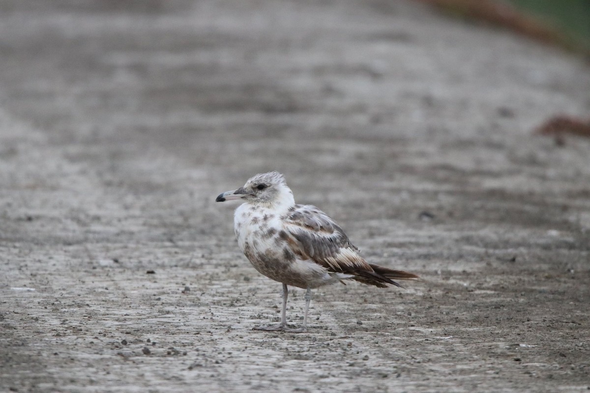 California Gull - ML181485611