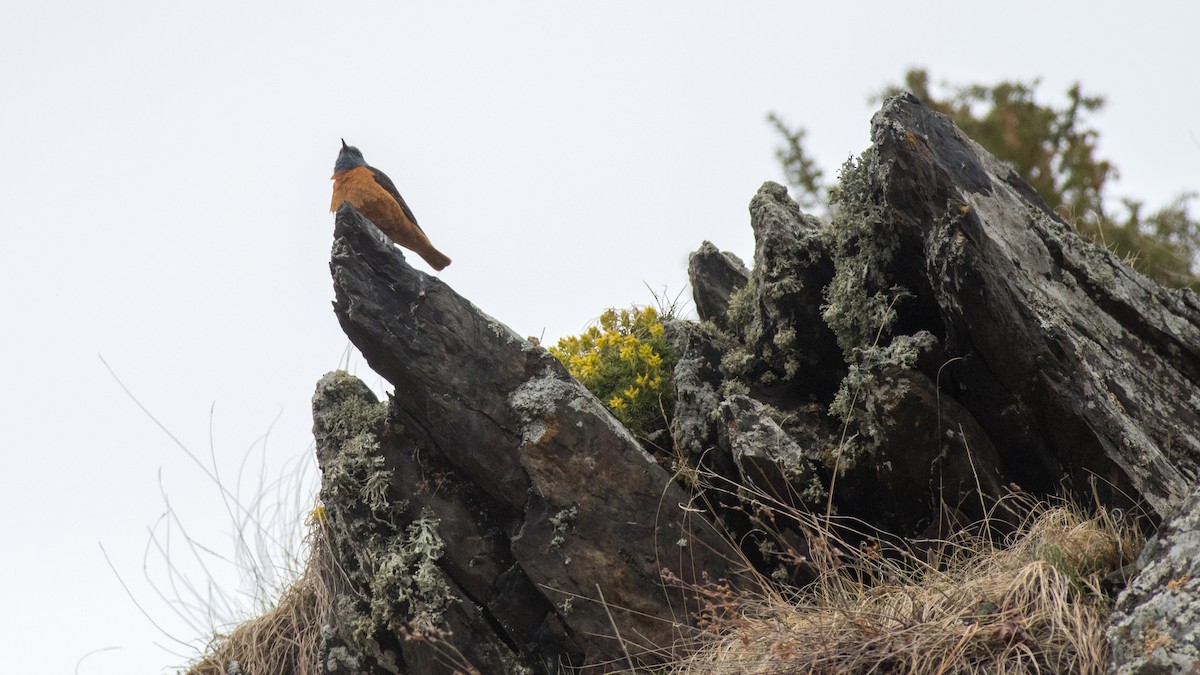 Rufous-tailed Rock-Thrush - Søren Poulsen