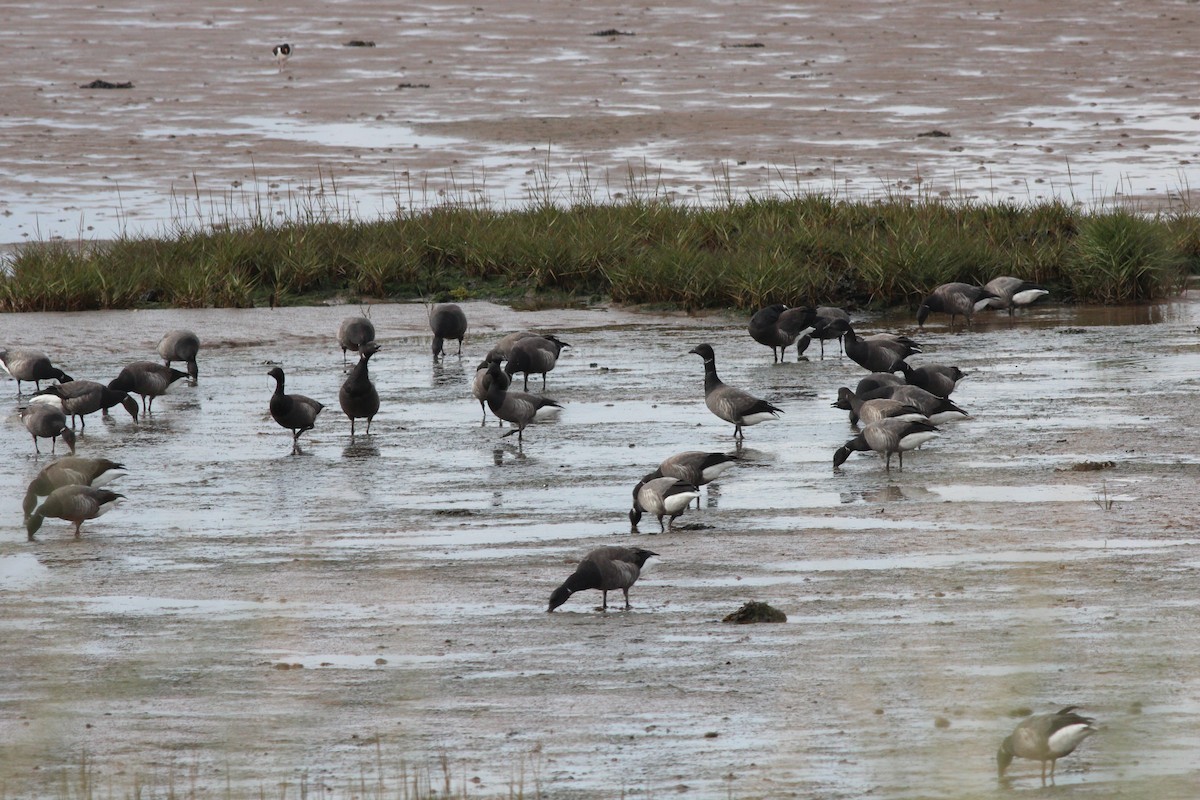 Brant (Dark-bellied) - ML181487671