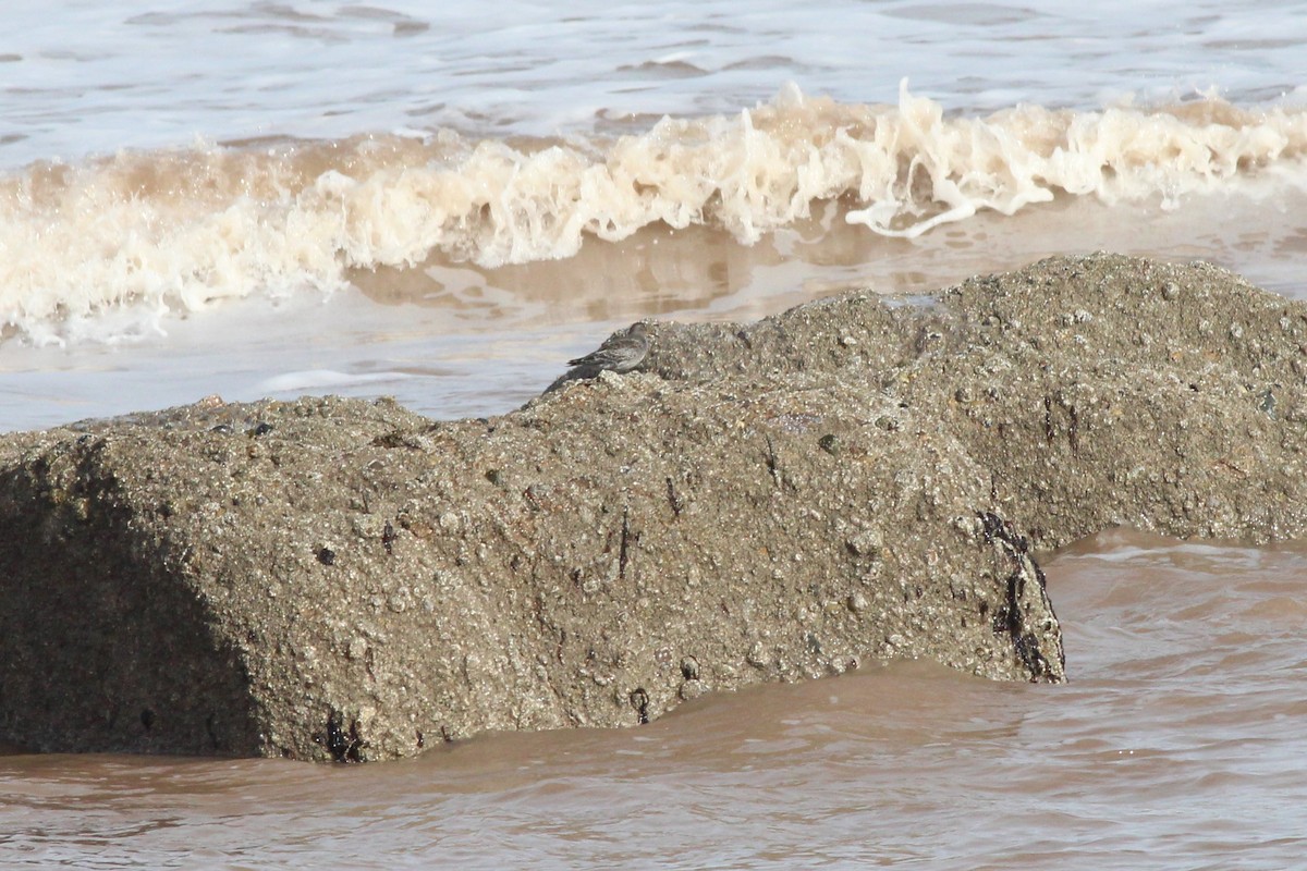 Purple Sandpiper - ML181487711
