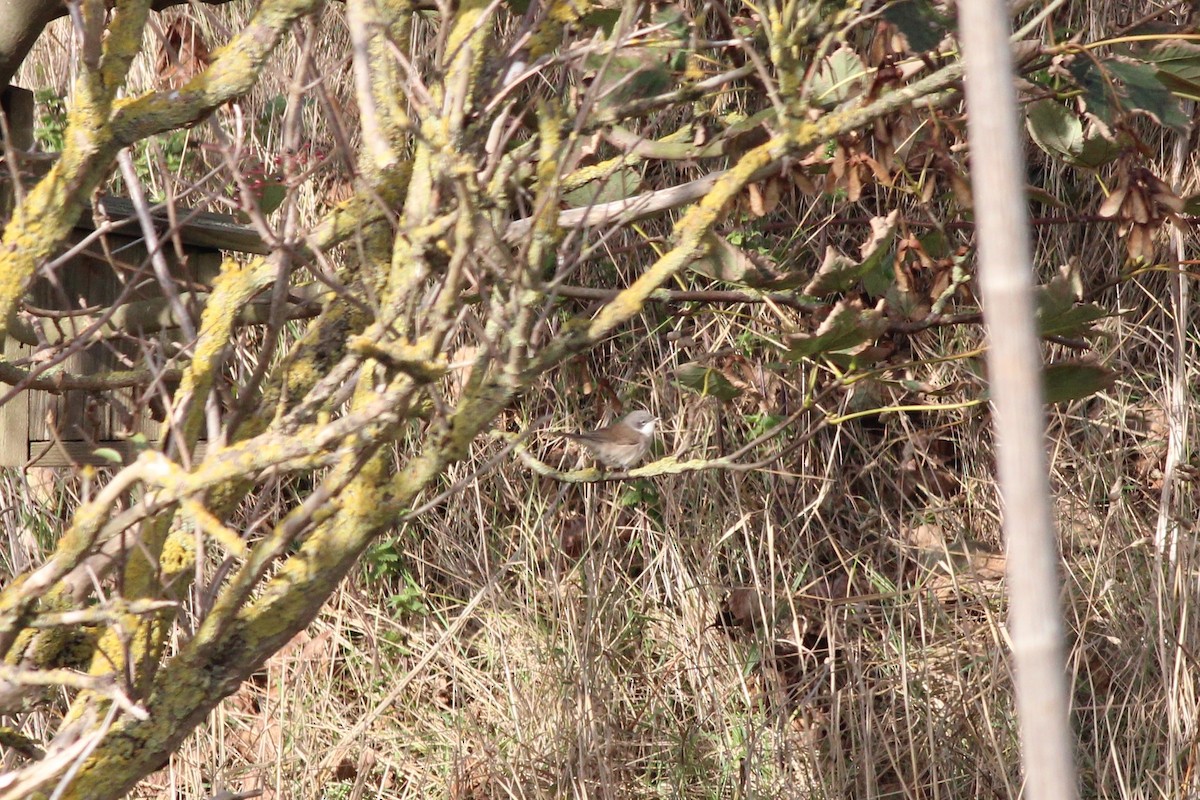 白喉林鶯 - ML181488041