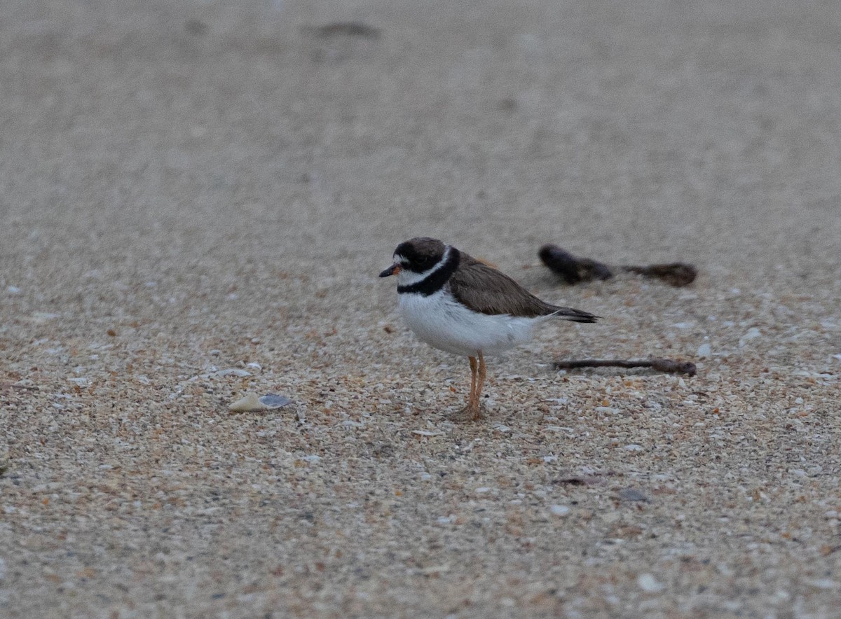Semipalmated Plover - ML181489231