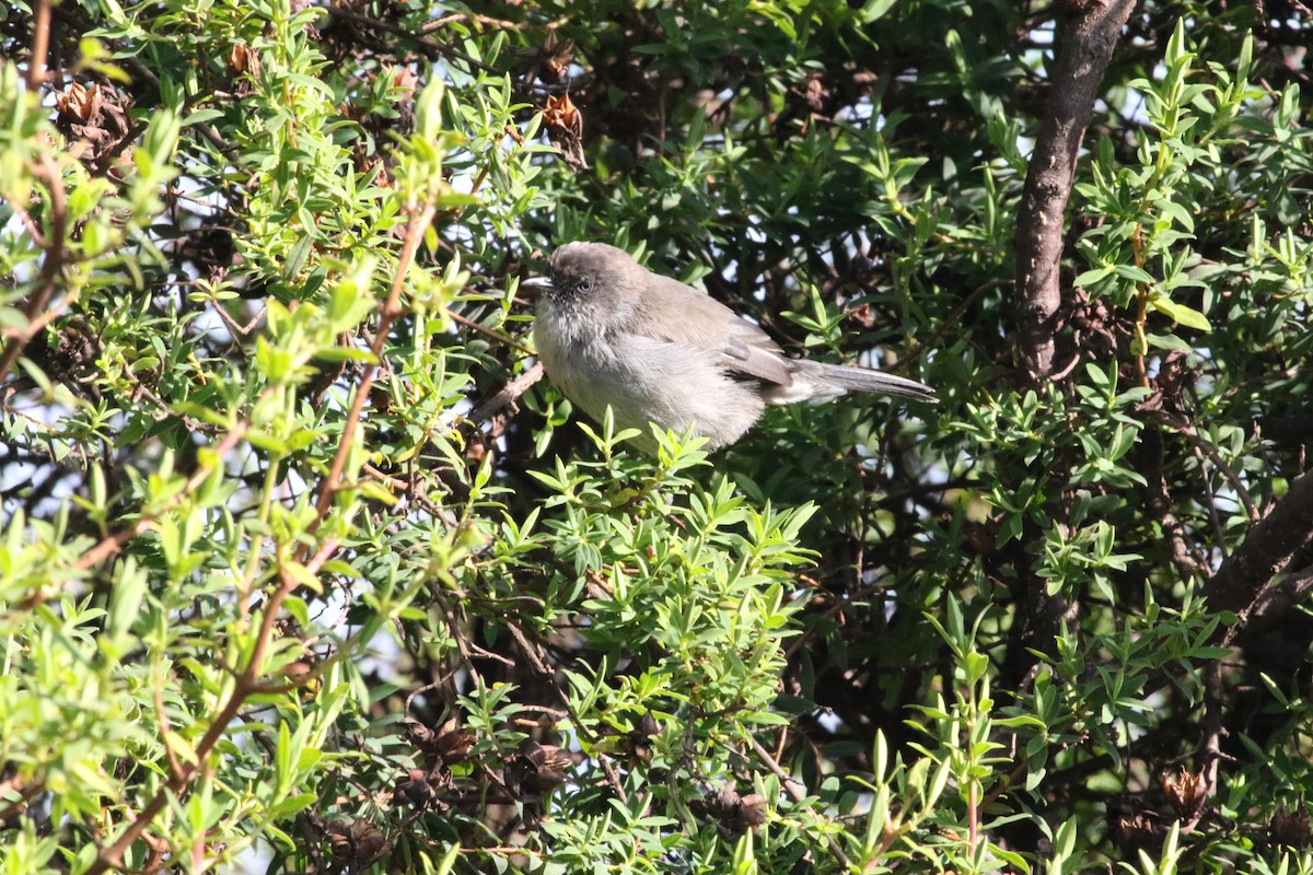 Brown Parisoma (Gray-vented) - ML181491401