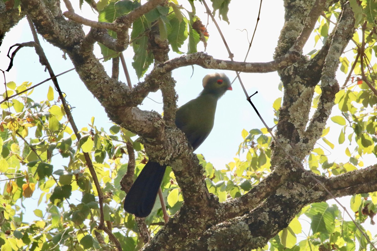 Prince Ruspoli's Turaco - Edward  Brinkley