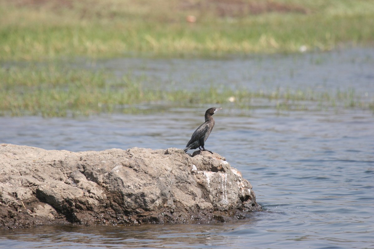 Little Cormorant - ML181494701