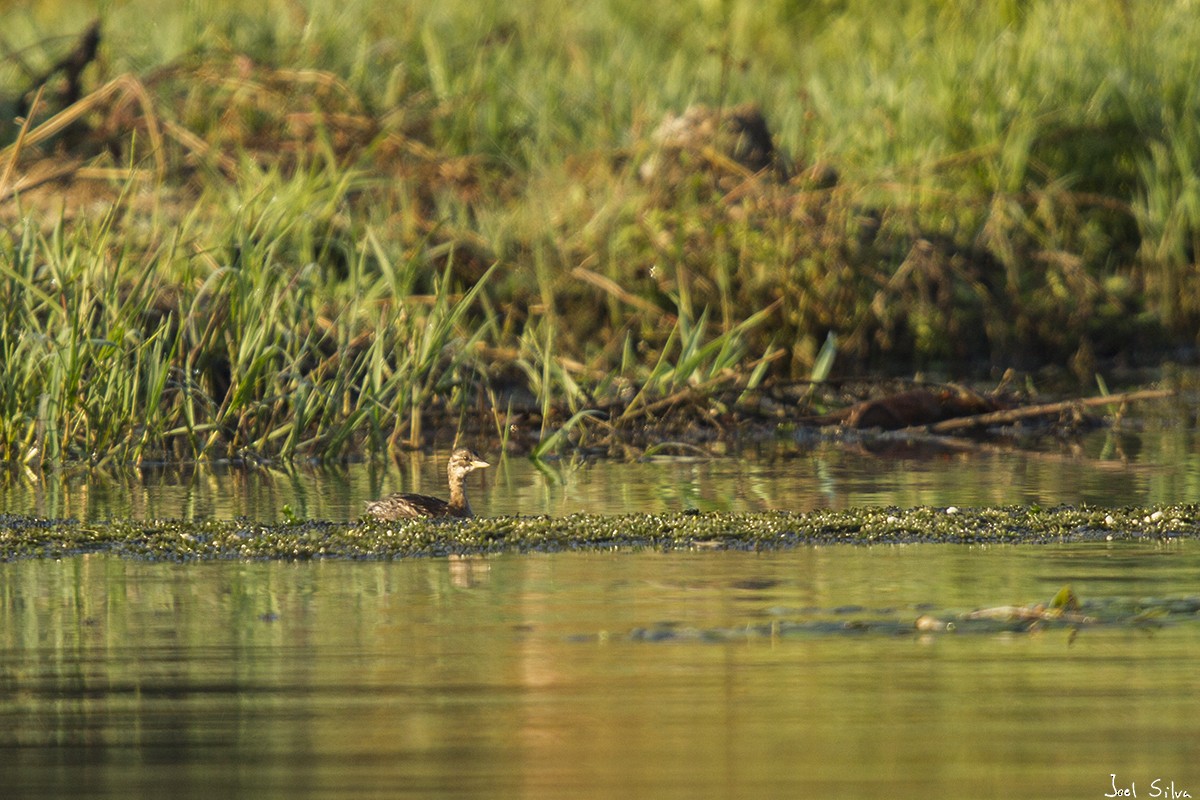 Little Grebe - Joel Silva